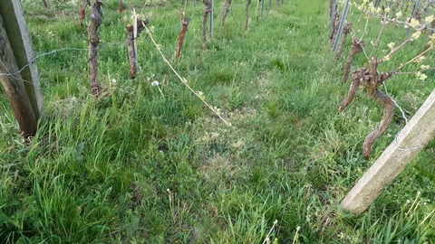 Vines in a vineyard in a german valley Stock Footage 129513953