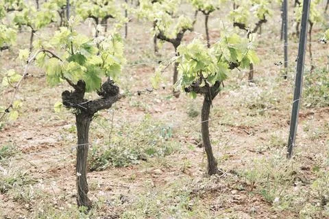 Vines from a vineyard that has not yet produced the grapes. Stock Photos