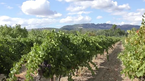 Vines vineyard moving leaves distant mountains Stock Footage 82582607