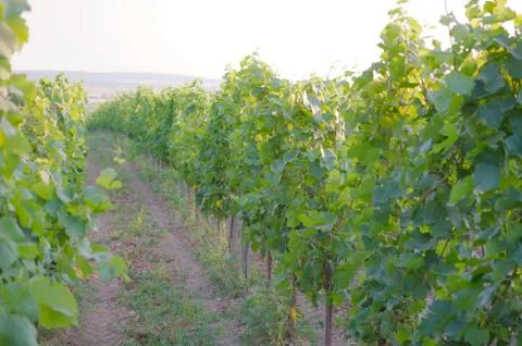 Vines in the vineyard Foto stock