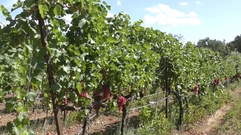 Vines vineyard red grapes blowing leaves Stock Footage 82582617