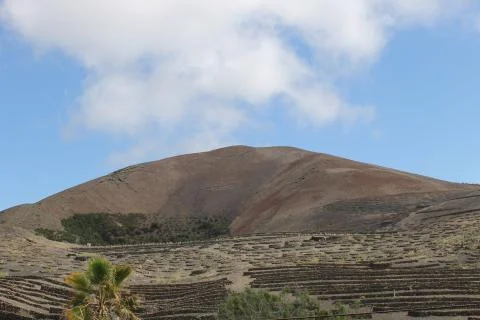 Vines in volcano Stock Photos