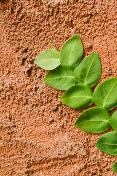 Vines on the wall 写真素材