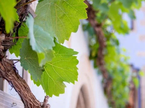Vines on a wall Stock Photos