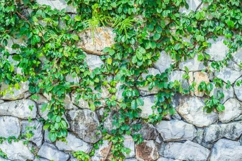 Vines on the wall. Stock Photos