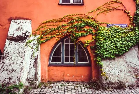 Vines on a Wall Stockfoto's