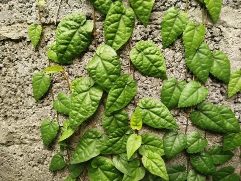 Vines on the wall Stock Photos