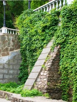 Vines of wild grapes Stock Photos