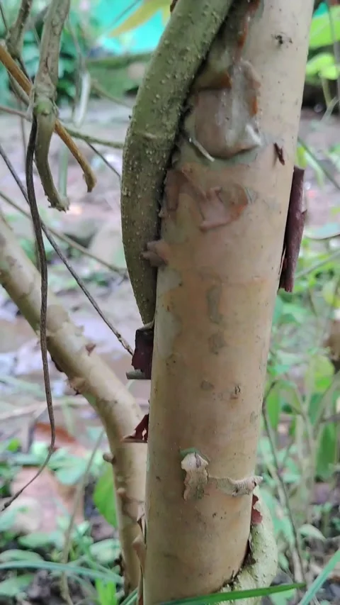 Vines that wrap around the trunk of a guava tree Stock Footage 330319965