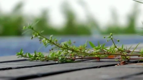 Vines,plant Stock Footage 250504464