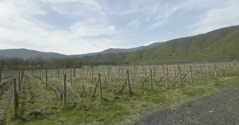 Vineyar In The Spring Season Stock Footage 75836388