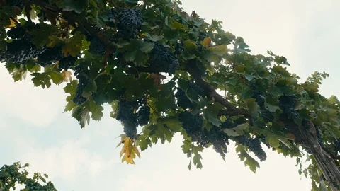 Vineyard 0010 Stock Footage 113321018