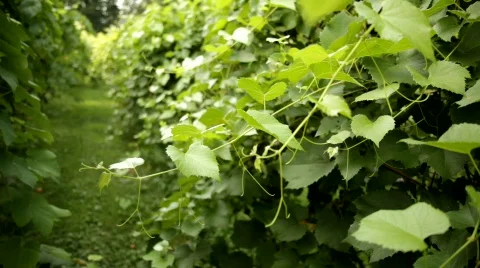 Vineyard 1 스톡 동영상 837989