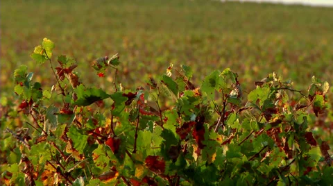 Vineyard #1 Stock Footage 33400944