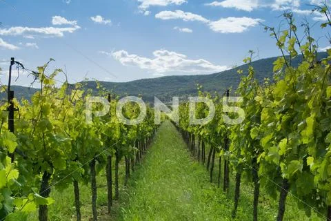 Vineyard 1 Stock Photos
