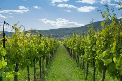 Vineyard 1 Stock Photos