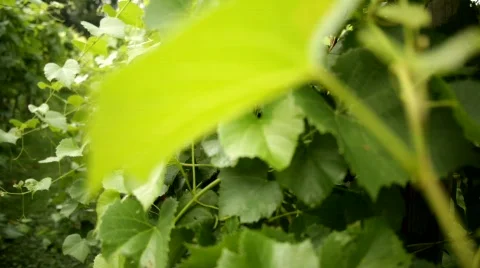 Vineyard 10 스톡 동영상 837932