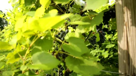 Vineyard 11 스톡 동영상 837928
