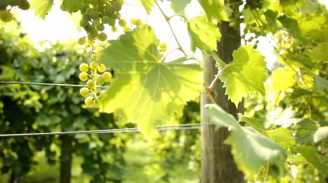 Vineyard 12 스톡 동영상 837923