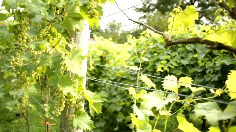 Vineyard 13 스톡 동영상 837917