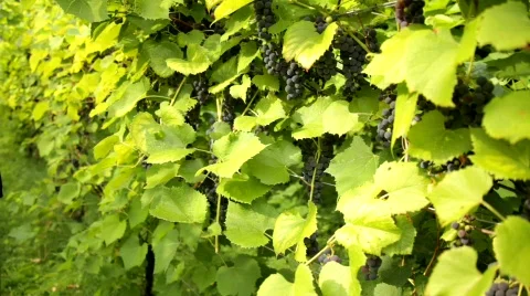 Vineyard 14 스톡 동영상 837899