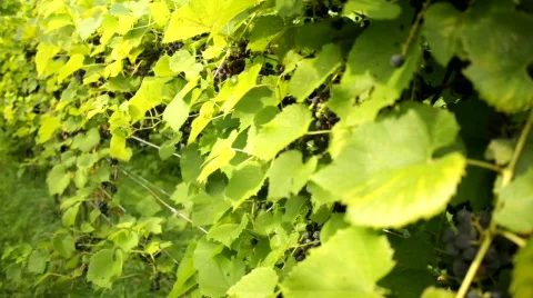 Vineyard 15 스톡 동영상 837895