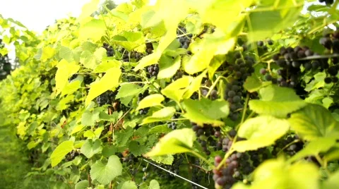 Vineyard 16 스톡 동영상 837893