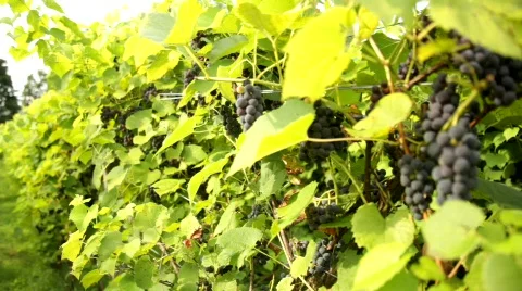 Vineyard 17 스톡 동영상 837887