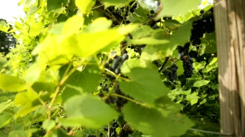 Vineyard 18 스톡 동영상 837884