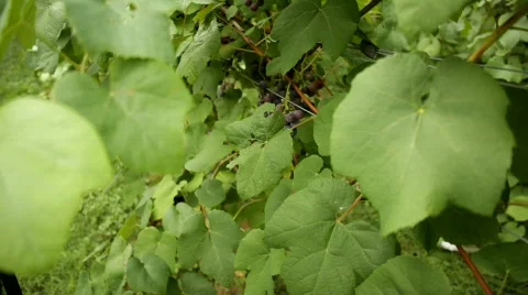 Vineyard 2 스톡 동영상 837988