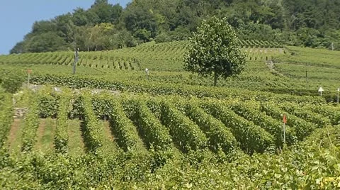 Vineyard 2 Stock Footage 11522480