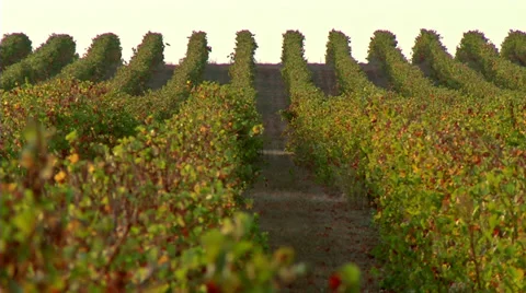 Vineyard #2 Stock Footage 33400726