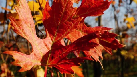 Vineyard 2 Stockbeeldmateriaal 165868110