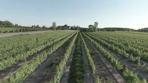 Vineyard 2 Vídeos de archivo 166488301
