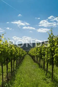 Vineyard 2 Stock Photos
