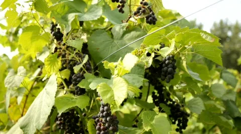 Vineyard 3 스톡 동영상 837986