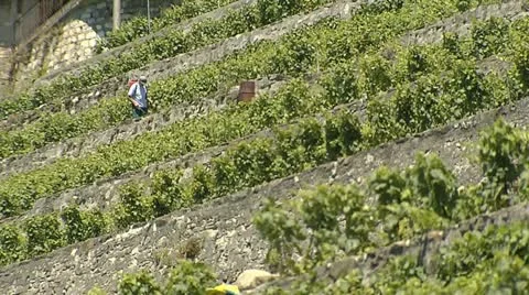 Vineyard 3 Stock Footage 11521696