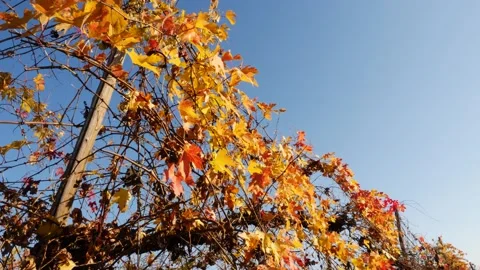 Vineyard 3 Stockbeeldmateriaal 165868118