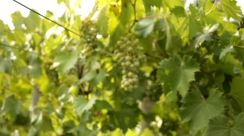 Vineyard 4 스톡 동영상 837984