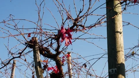 Vineyard 4 Stockbeeldmateriaal 165868116