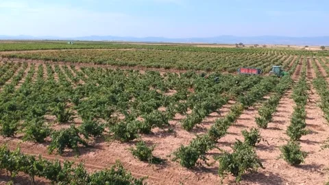 Vineyard 4k Nature Drone Stock Footage 171868361
