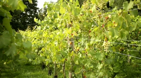 Vineyard 5 스톡 동영상 837980