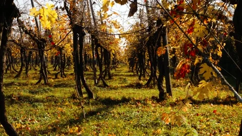 Vineyard 5 Stockbeeldmateriaal 165868123