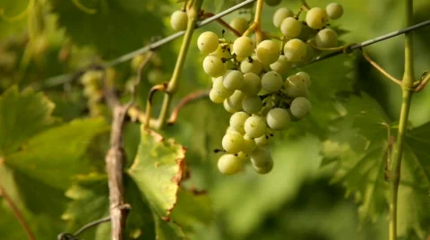 Vineyard 6 스톡 동영상 837979