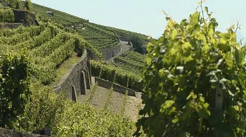 Vineyard 6 Stock Footage 11522207