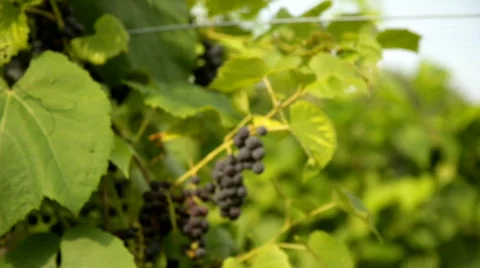 Vineyard 7 스톡 동영상 837976