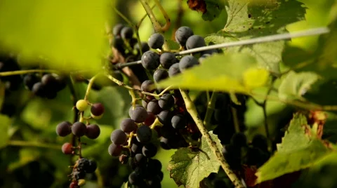 Vineyard 8 스톡 동영상 837971