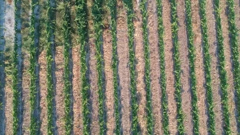Vineyard from above  Stock Footage 79938004