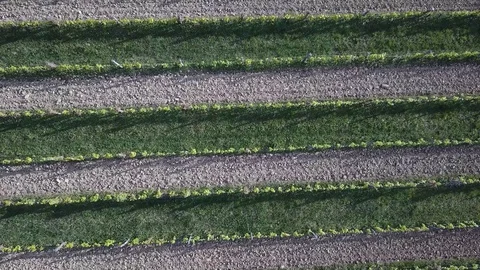 Vineyard from above Video stock 129786567