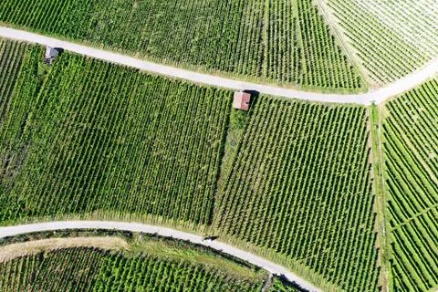 Vineyard from above with paths and roads Stock Photos
